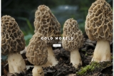 Morilles séchée achat