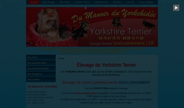 Elevage Yorkshire Terrier, site wdb pour s'informer sur le yorkshire terrier