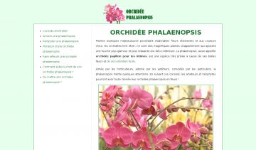 Conseils sur l'entretien de votre orchidée Phalaenopsis