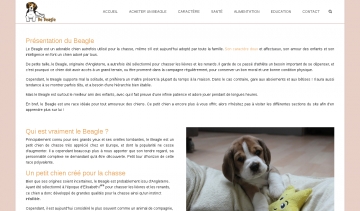 Chien Beagle, Informations et conseils 