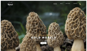 Morilles séchée achat