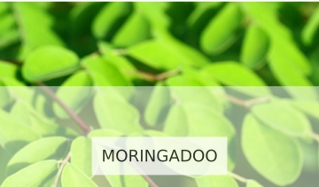 Moringadoo, boutique en ligne de vente du Moringa