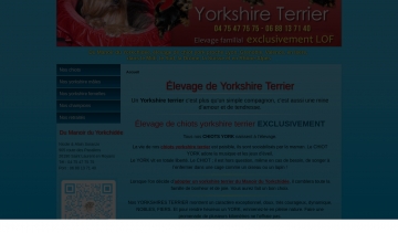 Elevage Yorkshire Terrier, site wdb pour s'informer sur le yorkshire terrier