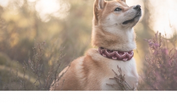 Les créations de Sakura, votre collier personnalisé pour chien