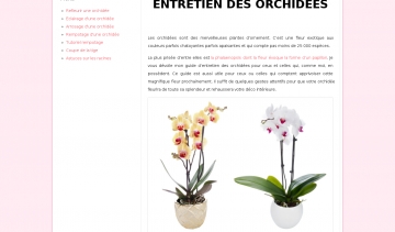 Alysson, blog de conseils sur les orchidées