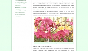 Conseils sur l'entretien de votre orchidée Phalaenopsis