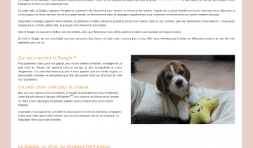 Chien Beagle, Informations et conseils 