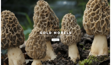 Morilles séchée achat