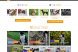Adorablesbetes, guide web pour tout savoir sur vos chiens et chats