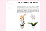 Alysson, blog de conseils sur les orchidées