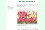 Conseils sur l'entretien de votre orchidée Phalaenopsis