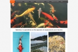 Hydrokoi, vos meilleurs équipements d'élevage de carpes Koi